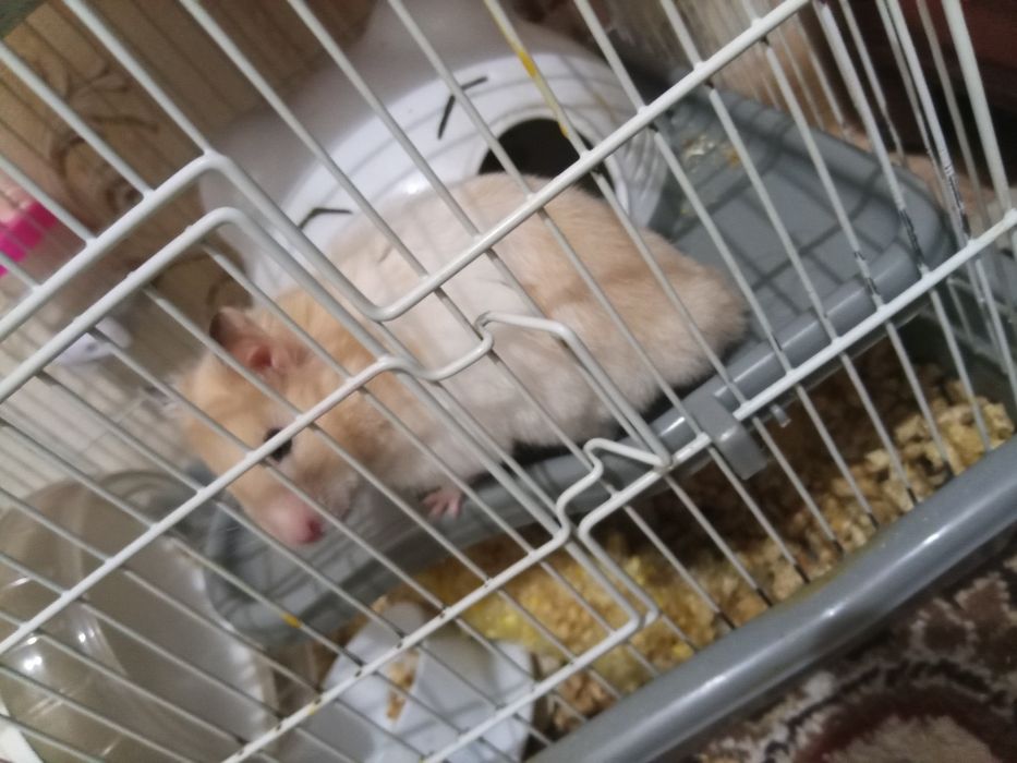 Сирийский хомячок с клеткой