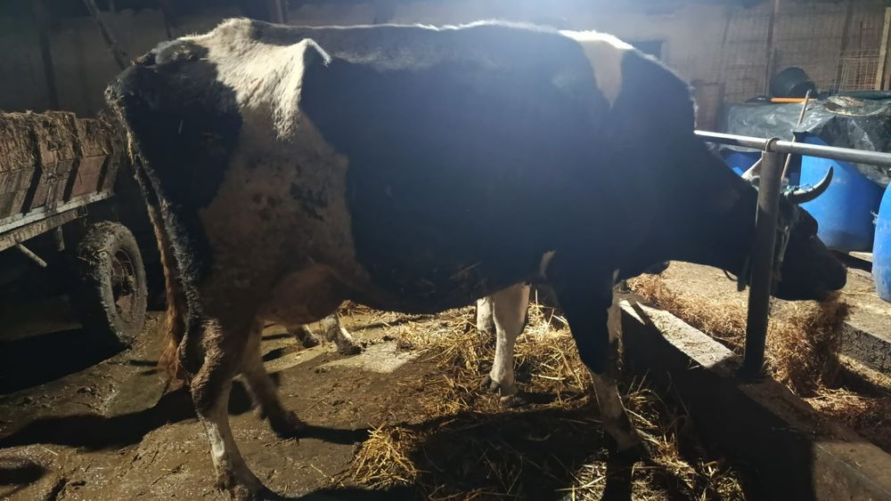 Vând vaca tânără Holstein