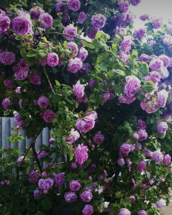 Вьющаяся английская роза