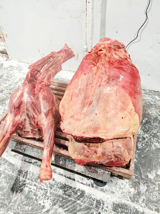 Мясо говядины конины оптом