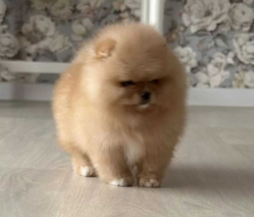 Померан мини продавам