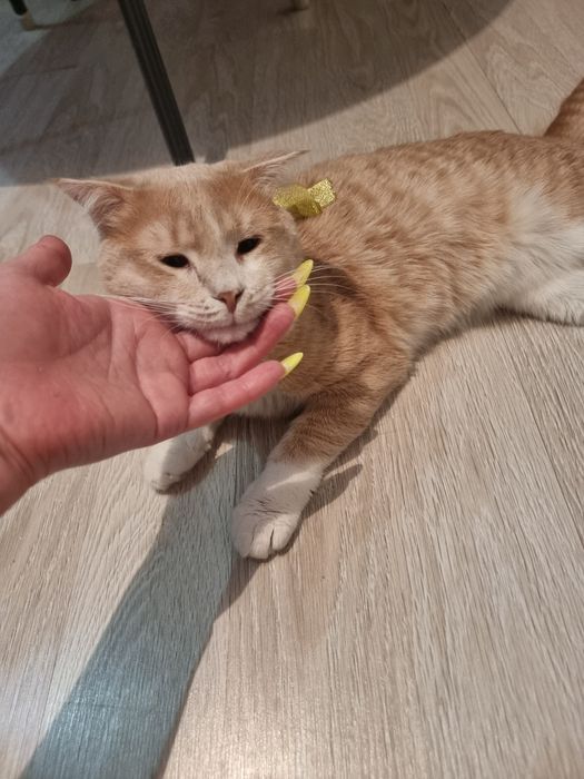 Отдаю в добрые руки кота.