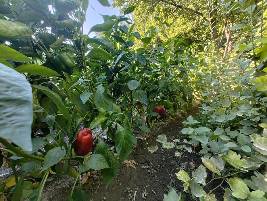 Продам Дачу "Сабалак"