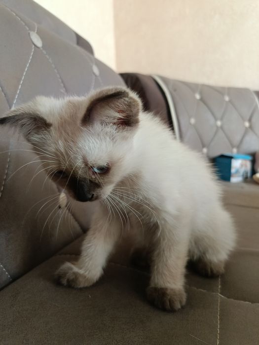 Siam mushugi ona va bollari