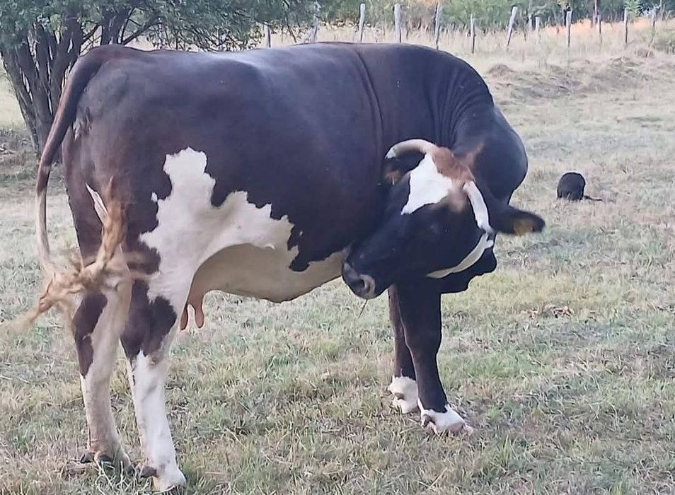Vacă bună de lapte