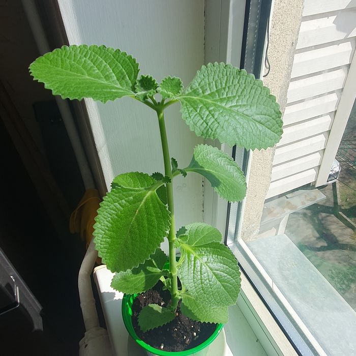 Плектрантус (комнатная мята)