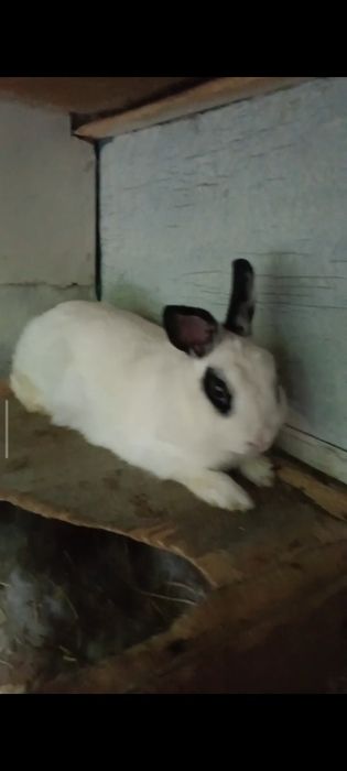 Карлик куёнлар сотилади