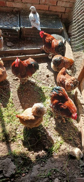 Мини кохин петлета и къдрави