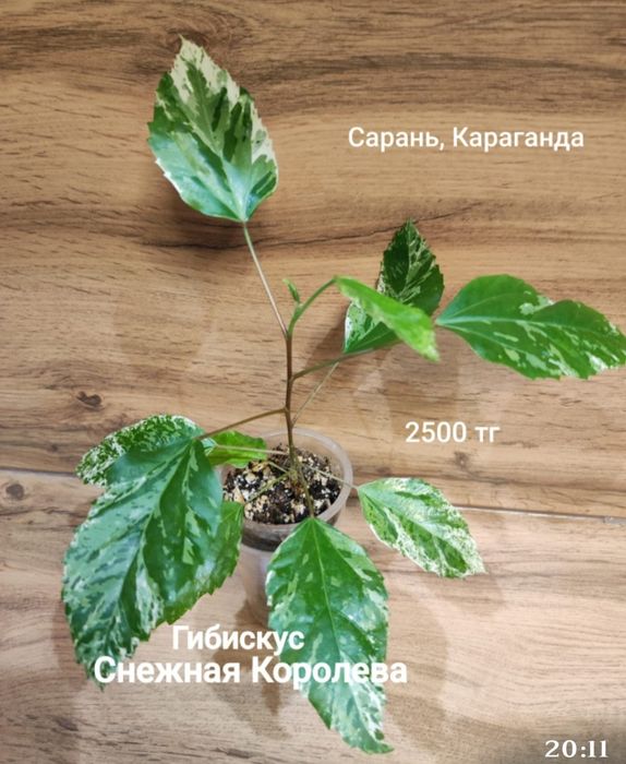 Филодендрон,фикус,монстера,гибискус