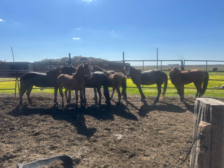 Ту биелер,тайлақ сатылады.