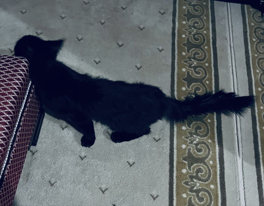 Мейн кун девушка 6 мес