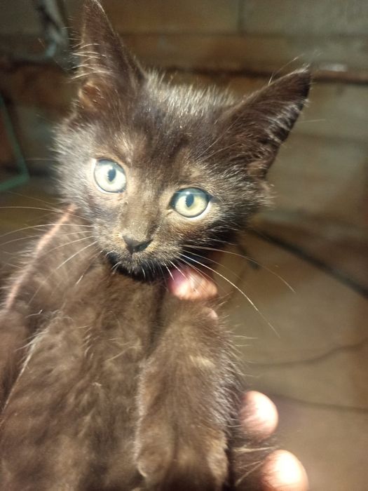 Ищут дом котятки