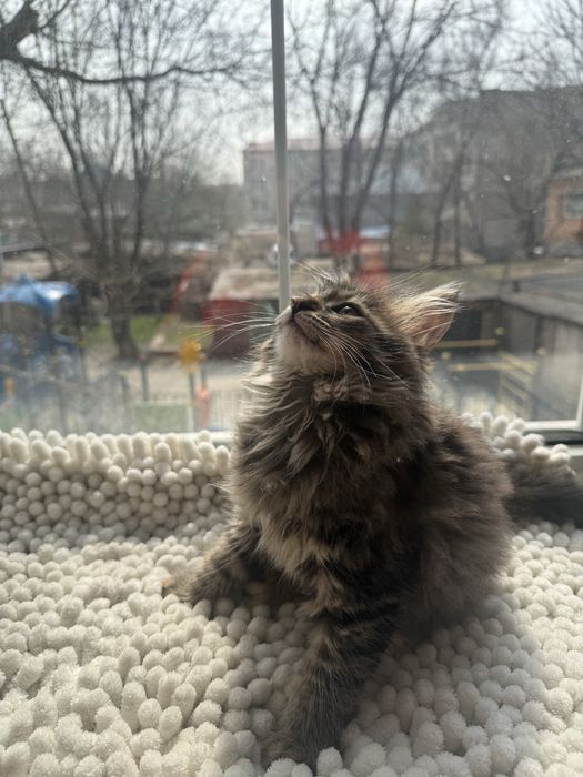 Котенкти мейкун сибирьская .