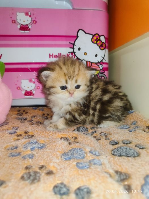 Продается Скоттиш страйт ХАЙЛЕНД