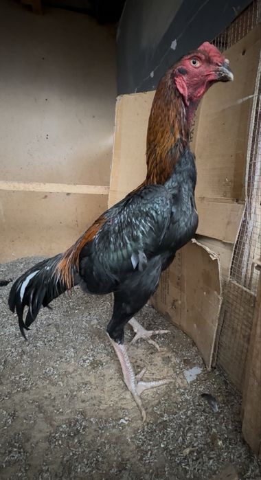 Дакан,хороз,жожа,dakan,xoroz,joja,dakan xoroz,jojalar