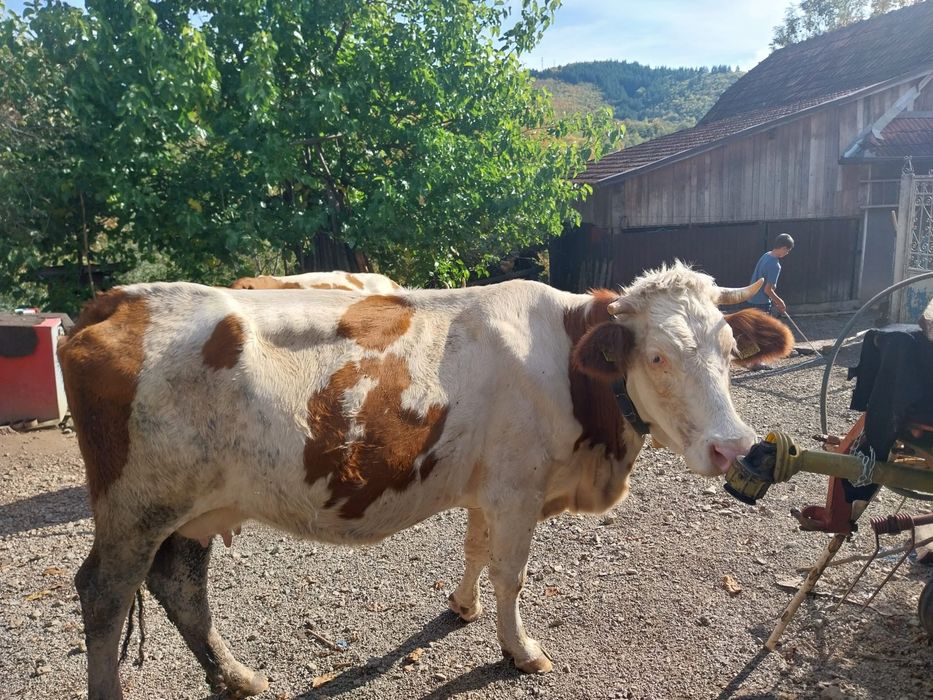 Vând vaca de 4 ani, gestanta in  3 luni.