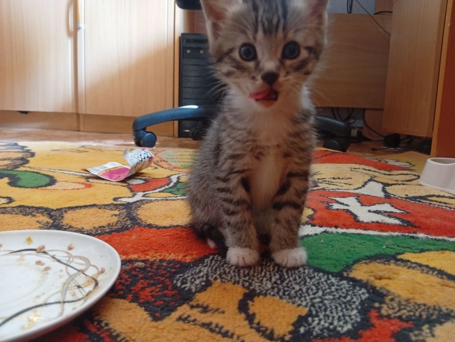 Отдам в добрые руки кошечку