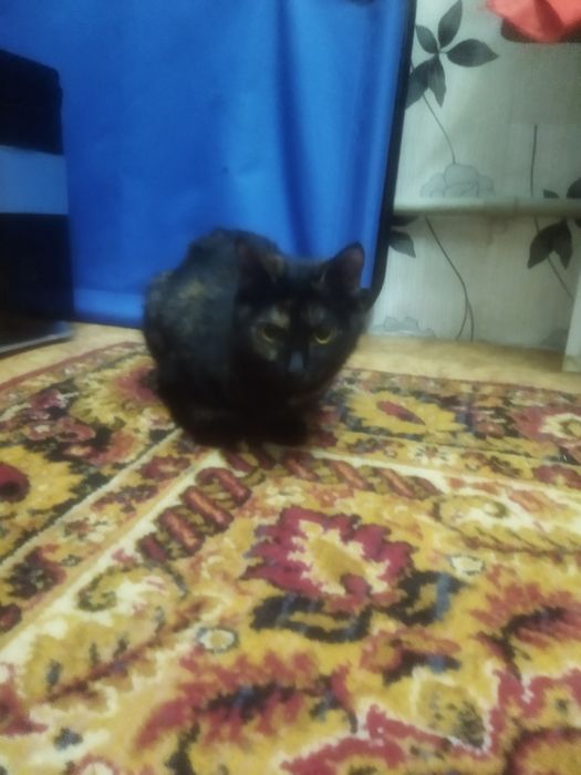 Отдам кошек в добрые руки