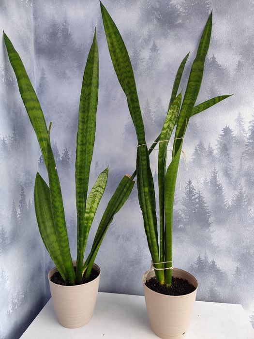 Цветы комнатные. 1м высота. Для офиса и дома.