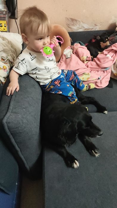 Отдам в добрые руки собак