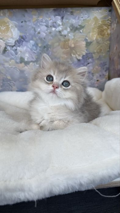 British longhair Fetita - Pedigree
