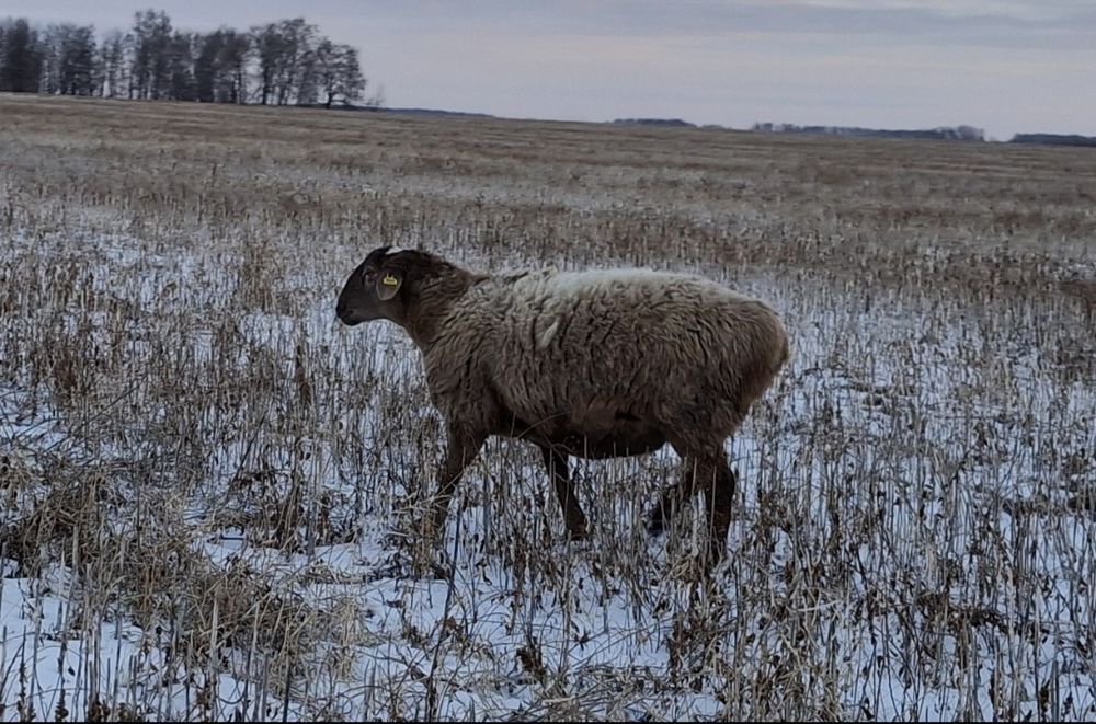 Продам овец на развод