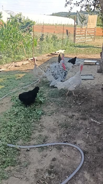 curci țărănești de anul trecut