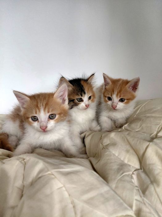 Отдам котят в добрые руки