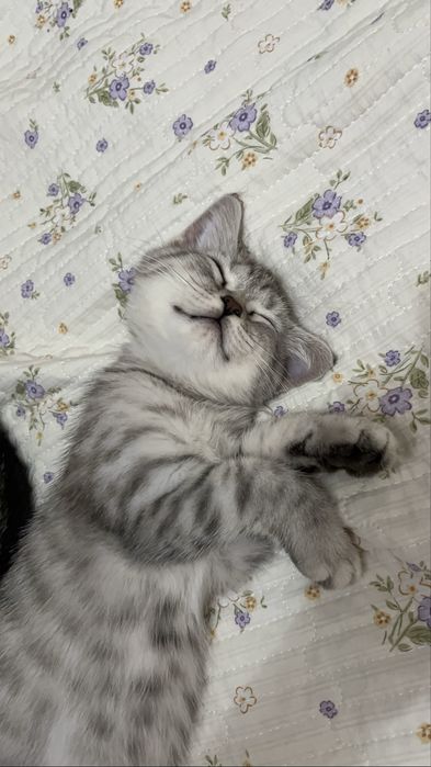 Шотландский котенок