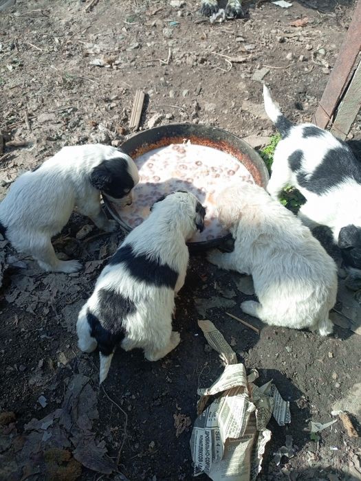 Щенки спонеэля бесплатно