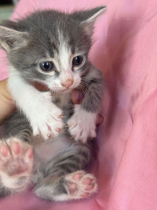 Отдам котят в добрые ручки