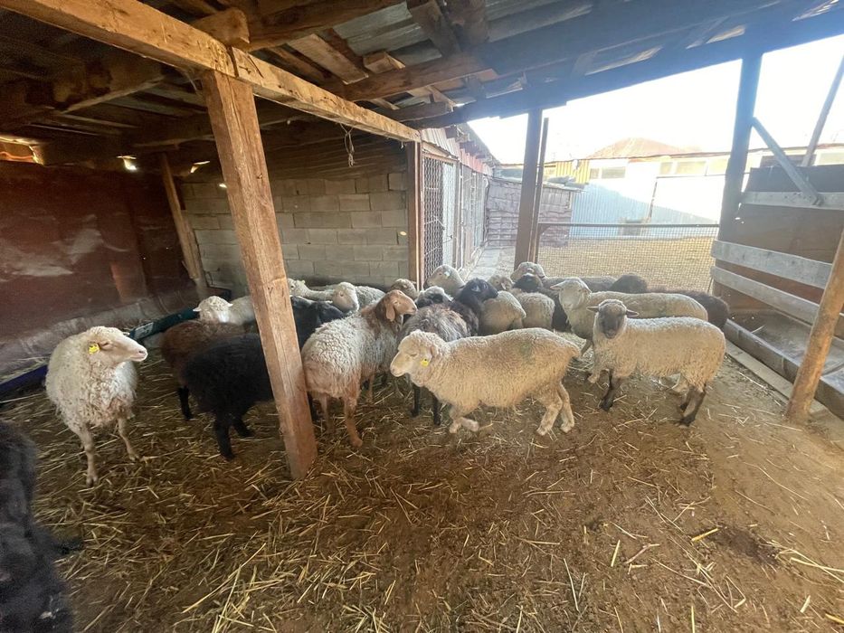 Продам баран 20 голов или обмен