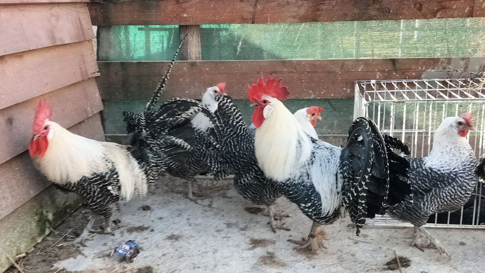 Vând familie Brakel Argintiu