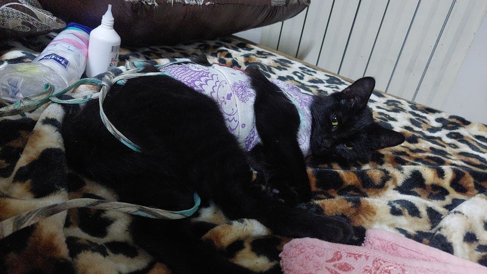 Кошка ищет семью и дом