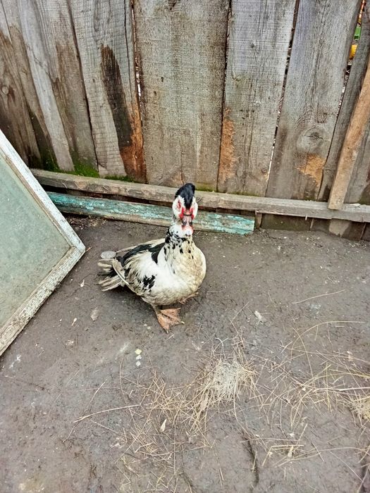 Продам индоселеня молодого