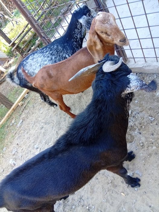 De vânzare preț 1.500 lei bucata .Crușeț Gorj.0768623812