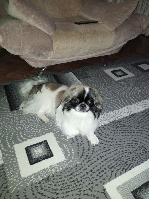 Кобель, вязка. Развязан