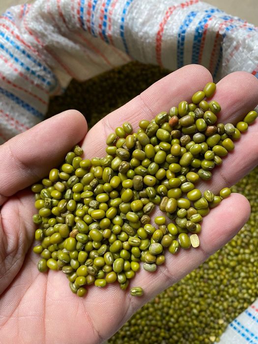 Маш, фасоль, рис лазер, лобия