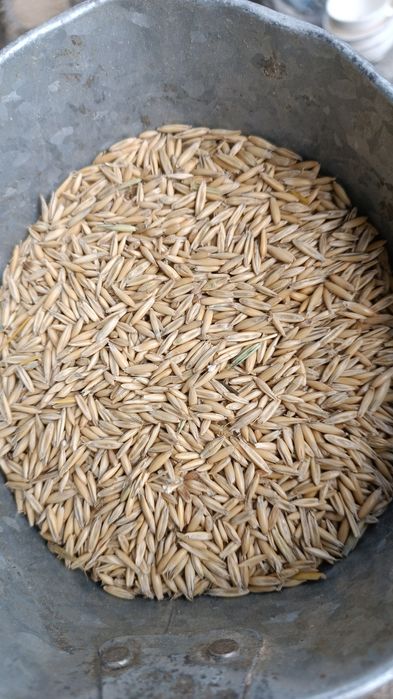 Продам овёс в мешках и росыпью