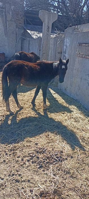 Еркек тай сатылады