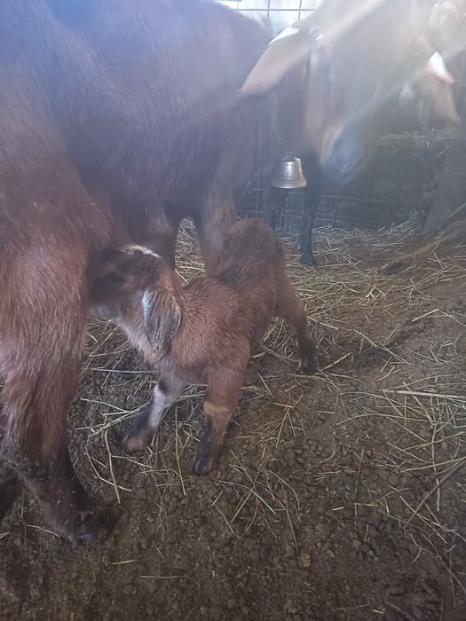 Capra fătată recent