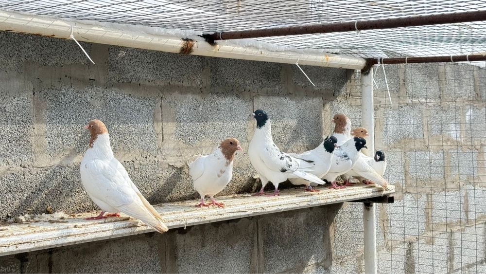 Голуби. Көгершіндер.