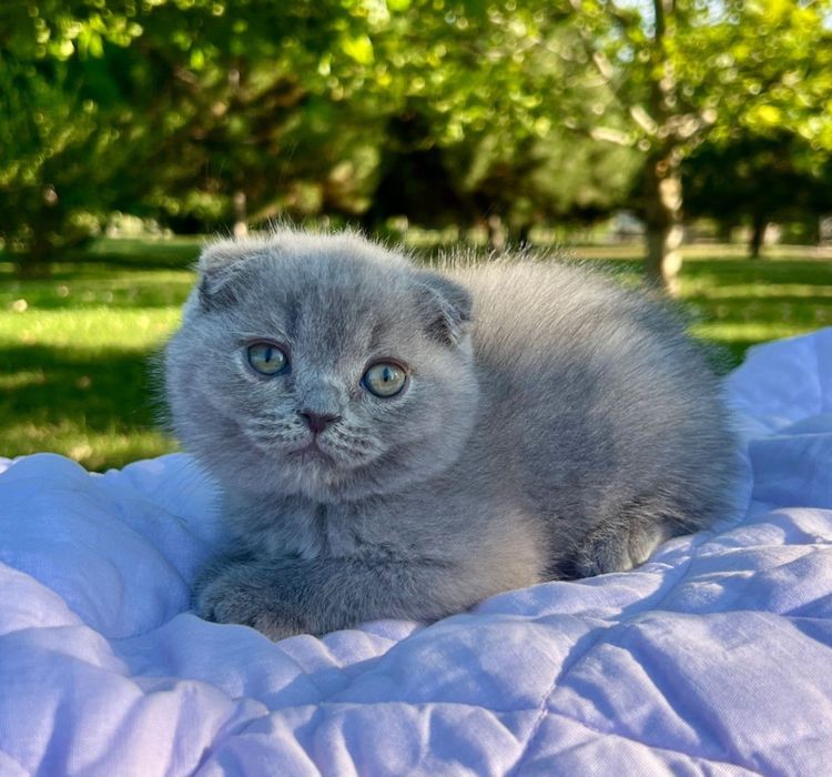 Шотландски котенца