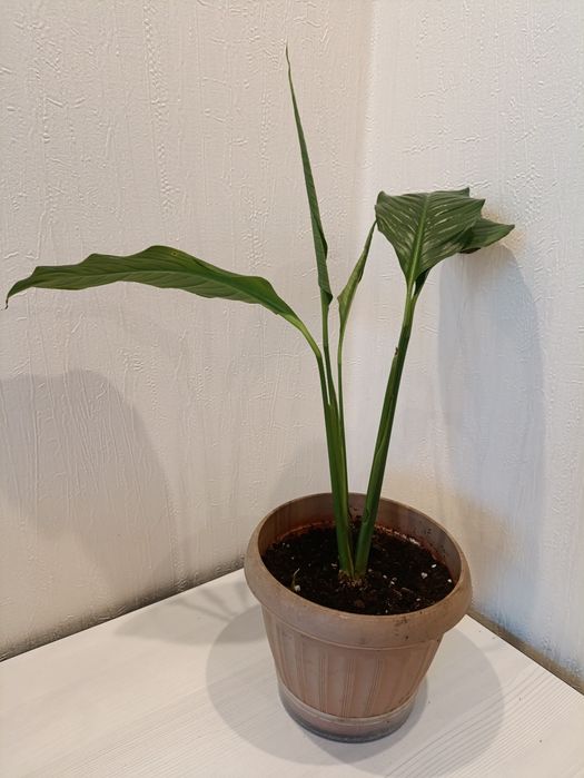 Женское счастье, спатифиллум