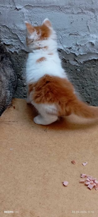 Подарявам малки котенца гр. София
