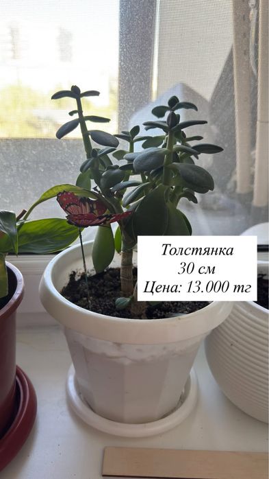 Продаю домашние цвет