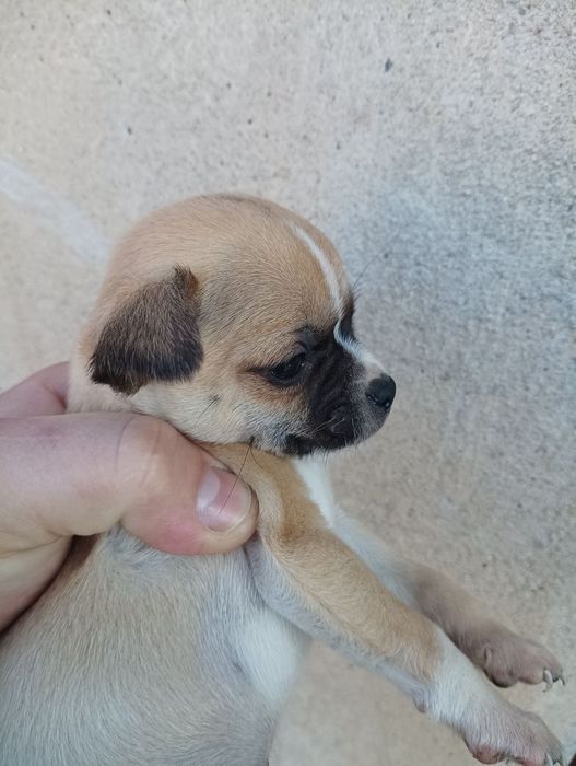 Чихуахуа бебе мъжко