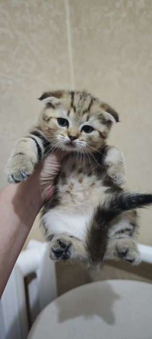 Шотландские котятя