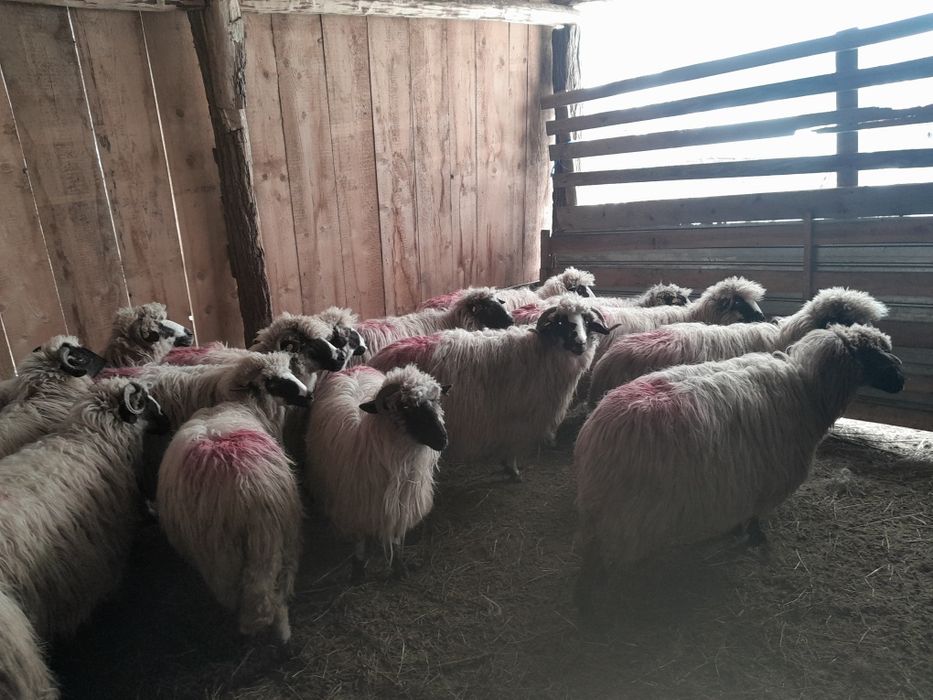 Disponibile 16 oi și un berbec