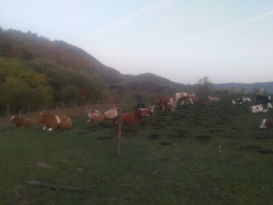 Bobine la alegere din 25 de bucati cu sau fara vitei